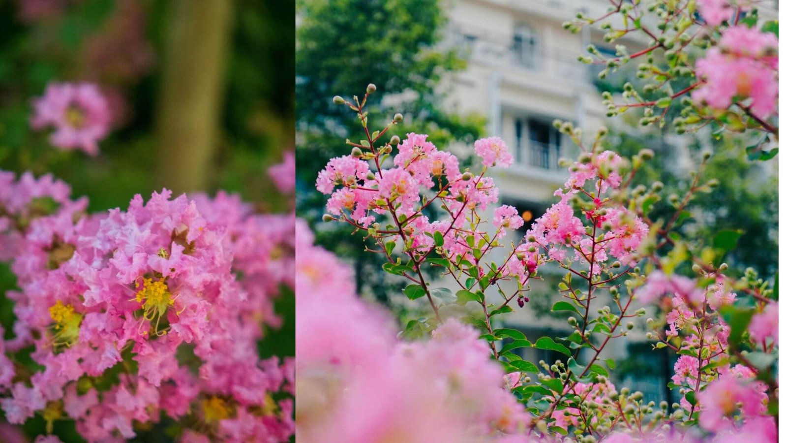 Krausva (Lagerstroemia) jūsų sode, [veislių palyginimas]