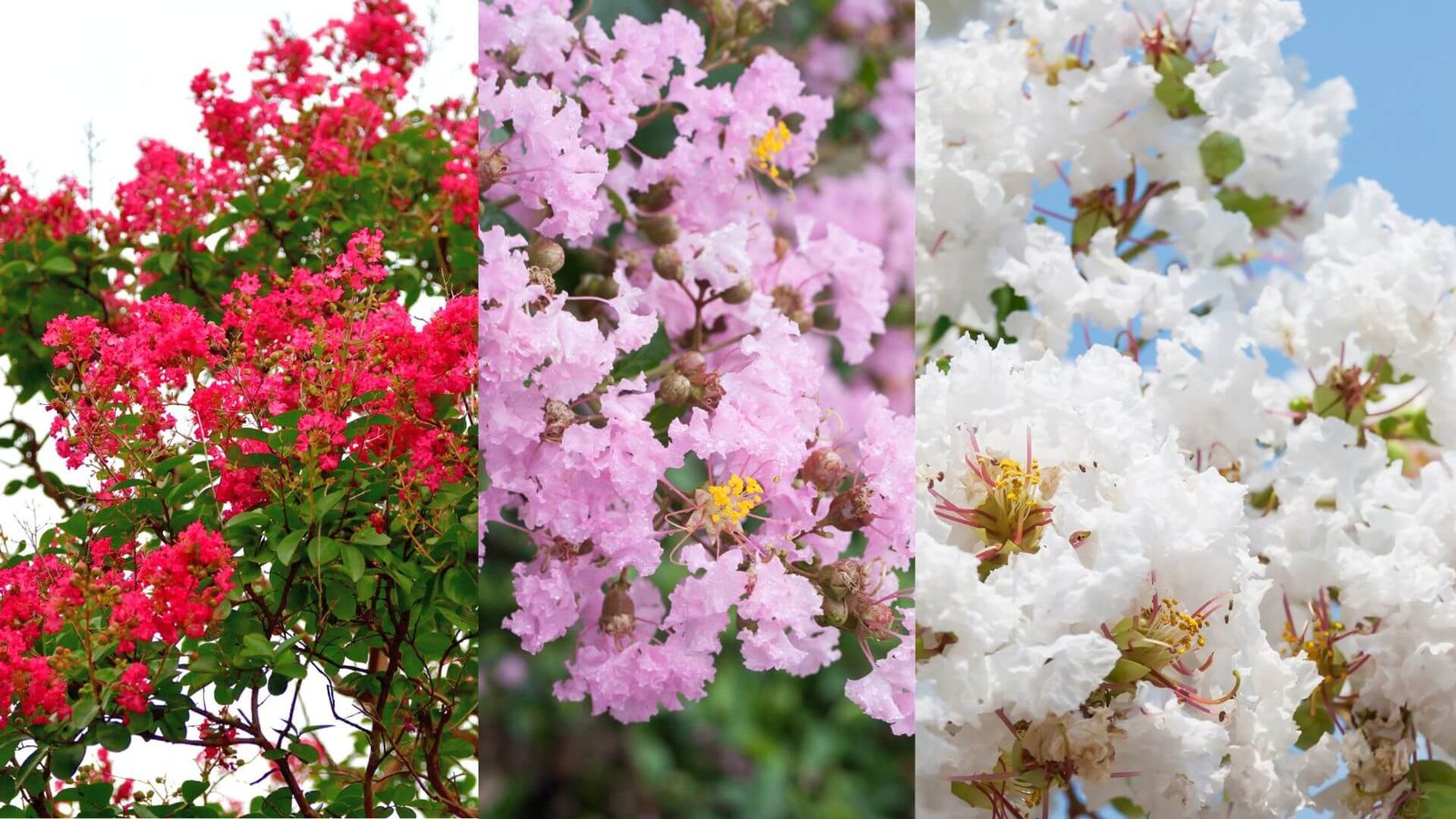 Indinė krausva 7 veislės, kurias verta išbandyti