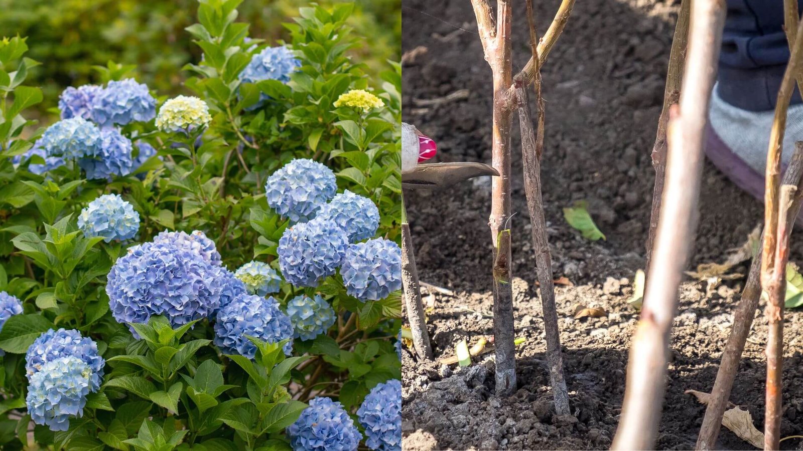 Kada sodinti hortenzijas į lauką? Laikas, vieta ir taisyklės