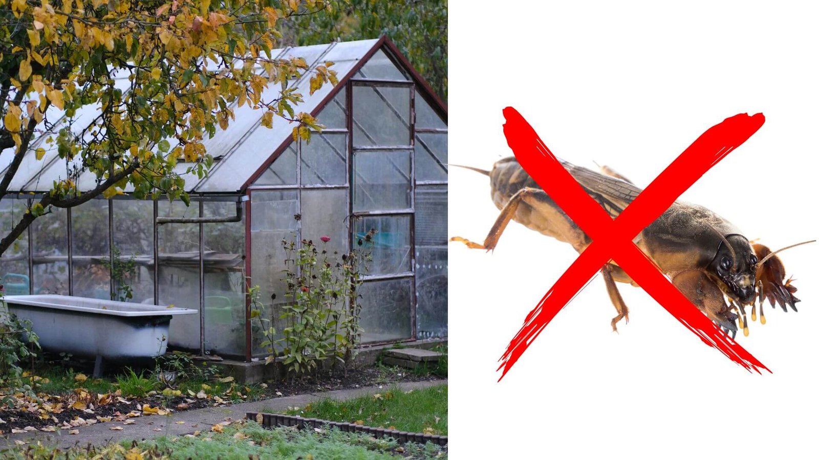 Kurklių naikinimas darže ir šiltnamyje [metodai ir priemonės]