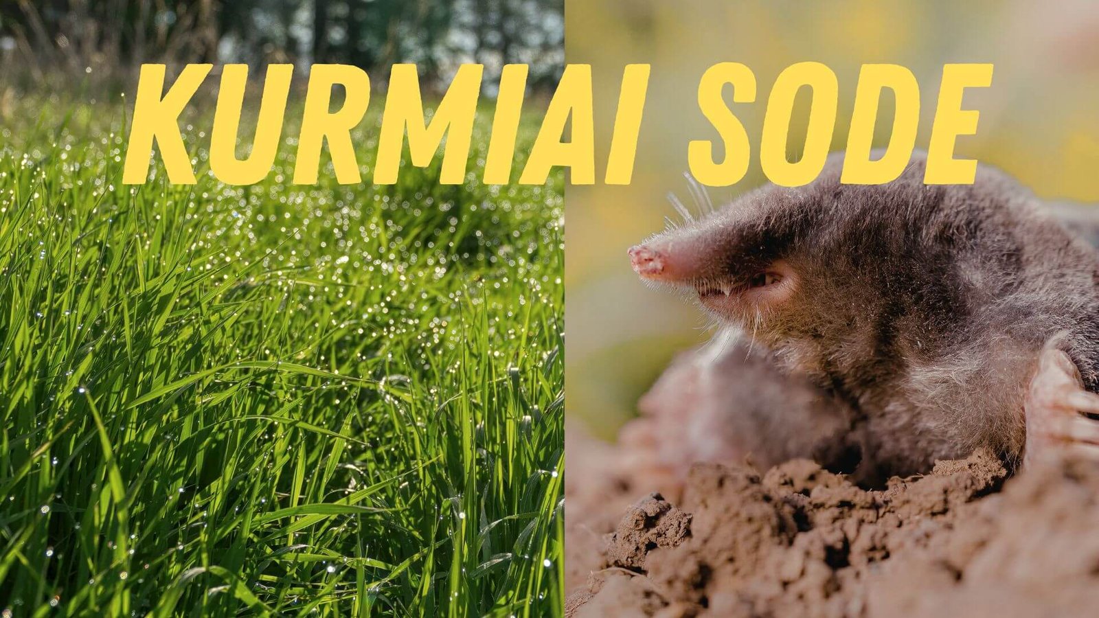 Kova su kurmiais sode, ar padės baidyklės, kvapai ir spąstai?