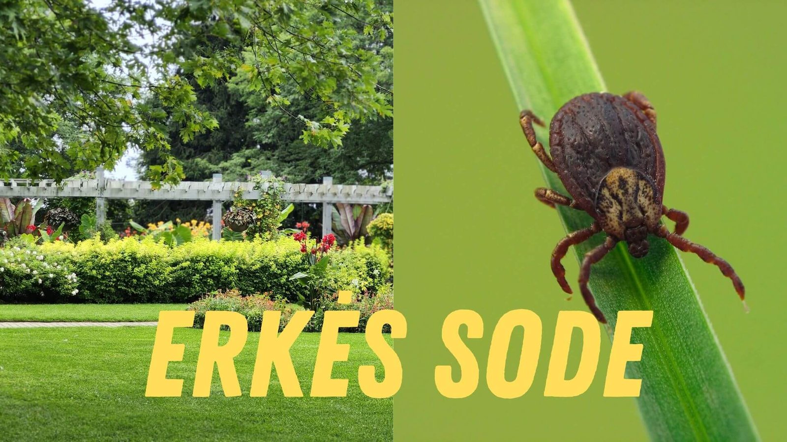 Kiemas be erkių, kaip pavasarį apsaugoti savo sodą?