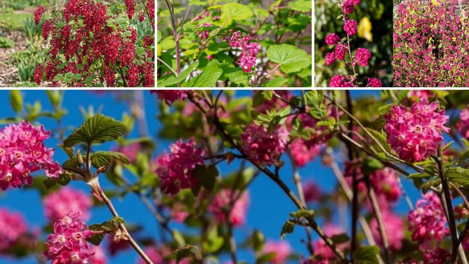 Raudonžiedis serbentas, TOP 4 veislės, kurią rinktis?
