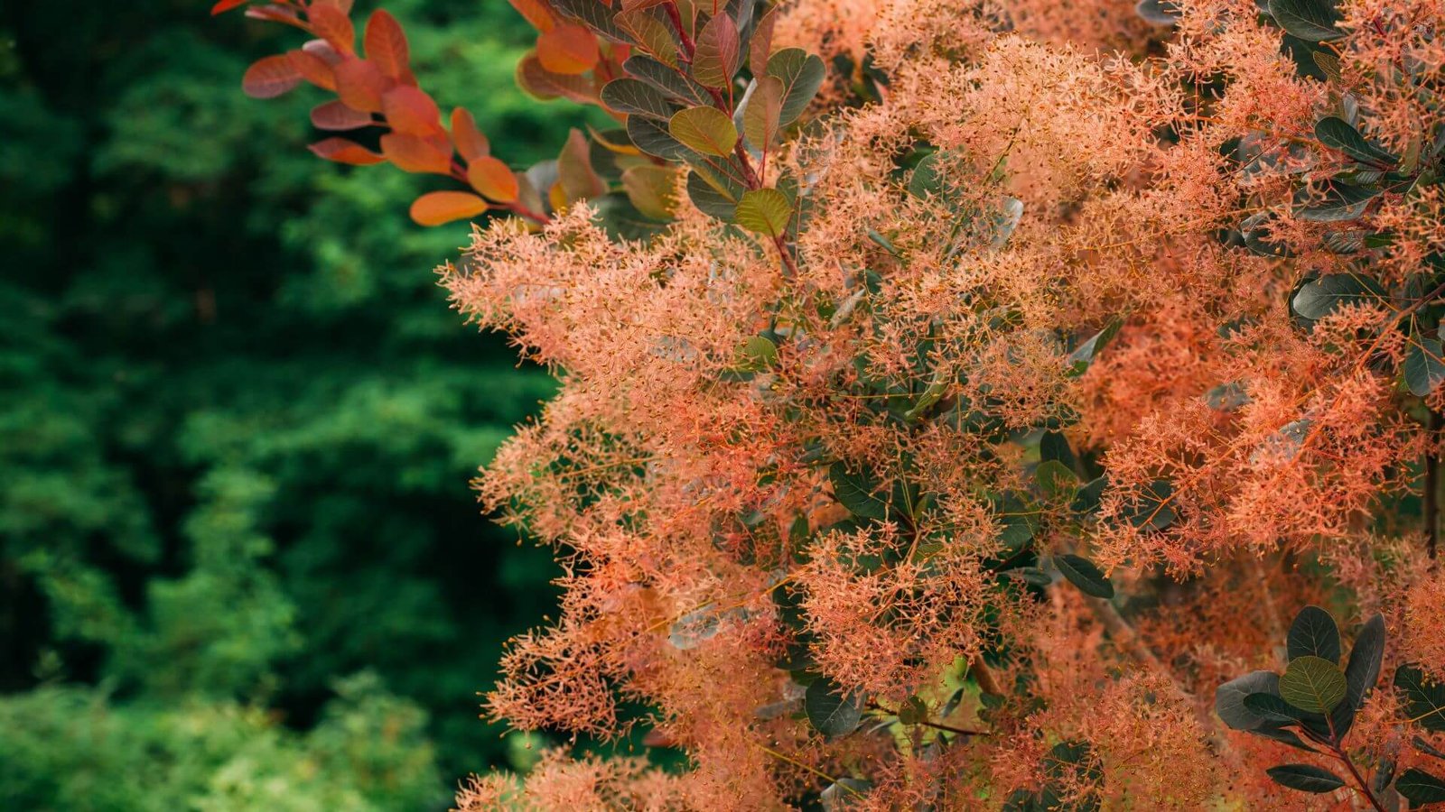Pūkenis - kaip auginti pagal veislę?