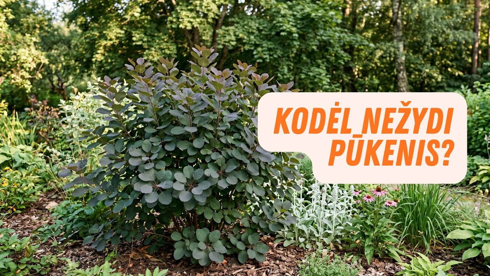 Kodėl nežydi pūkenis? Pagrindinės priežastys ir sprendimai