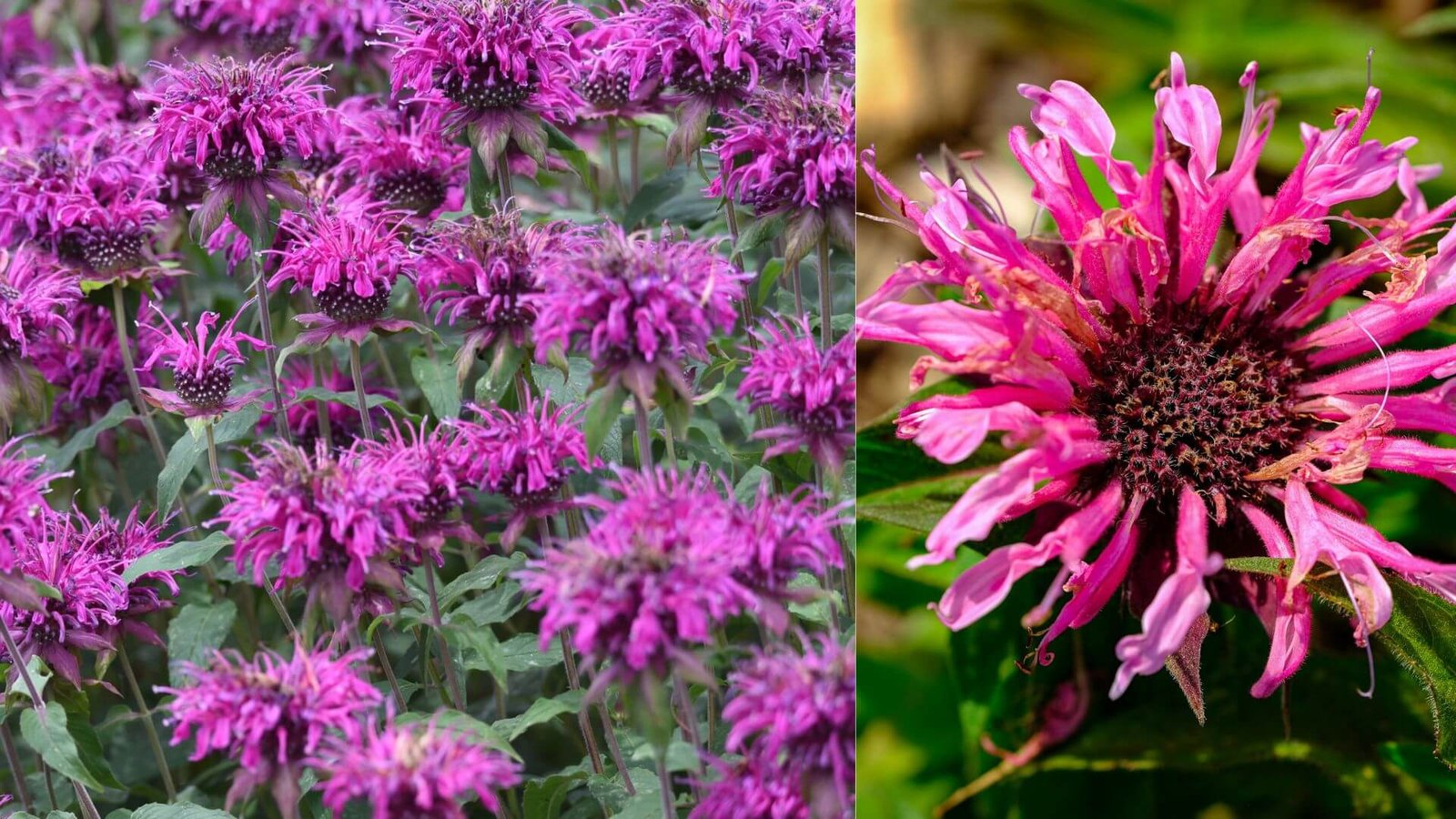 Monarda - rūšys, veislės ir auginimo gidas