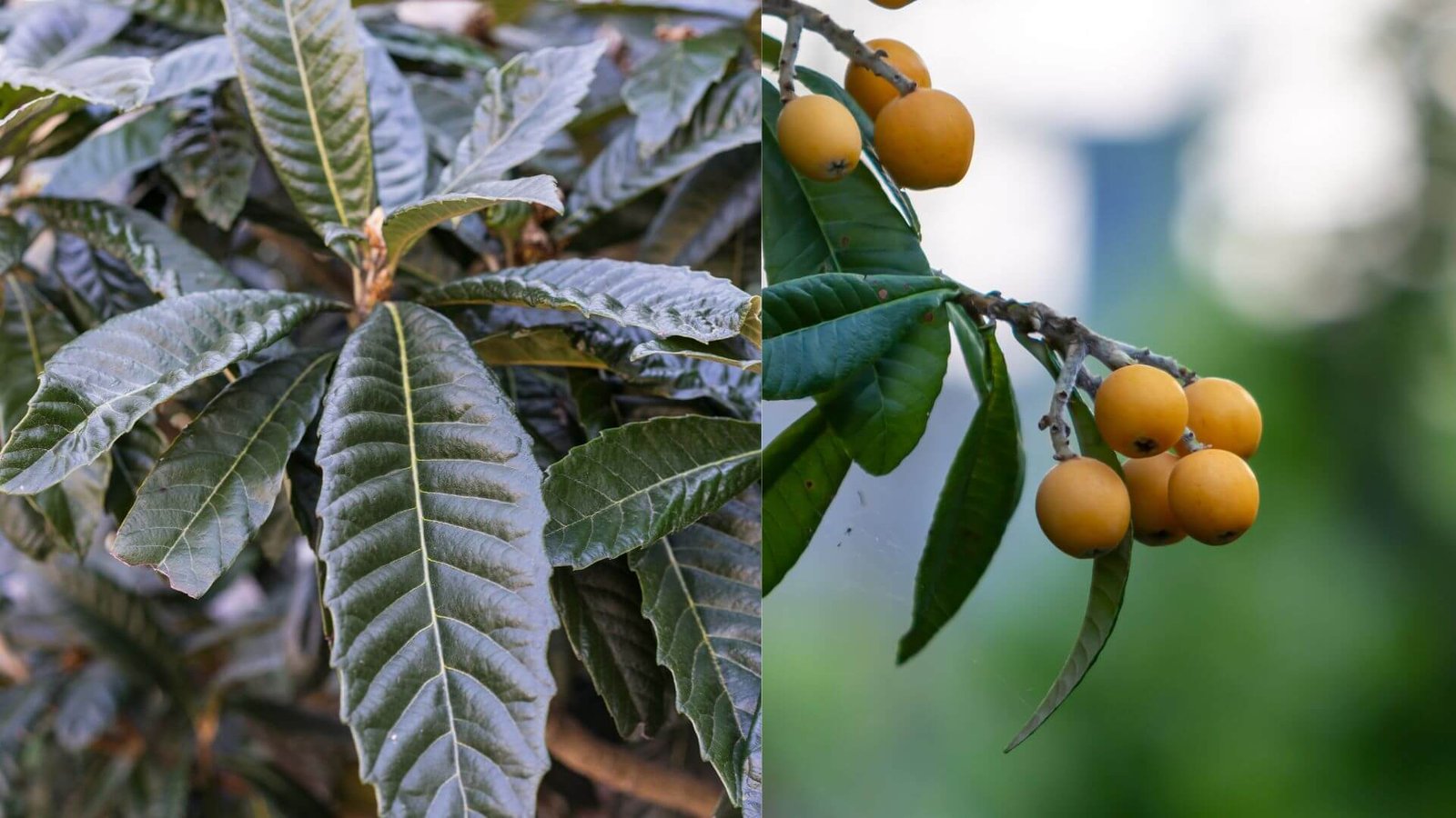 Lokvos auginimas Lietuvoje (Eriobotrya japonica)