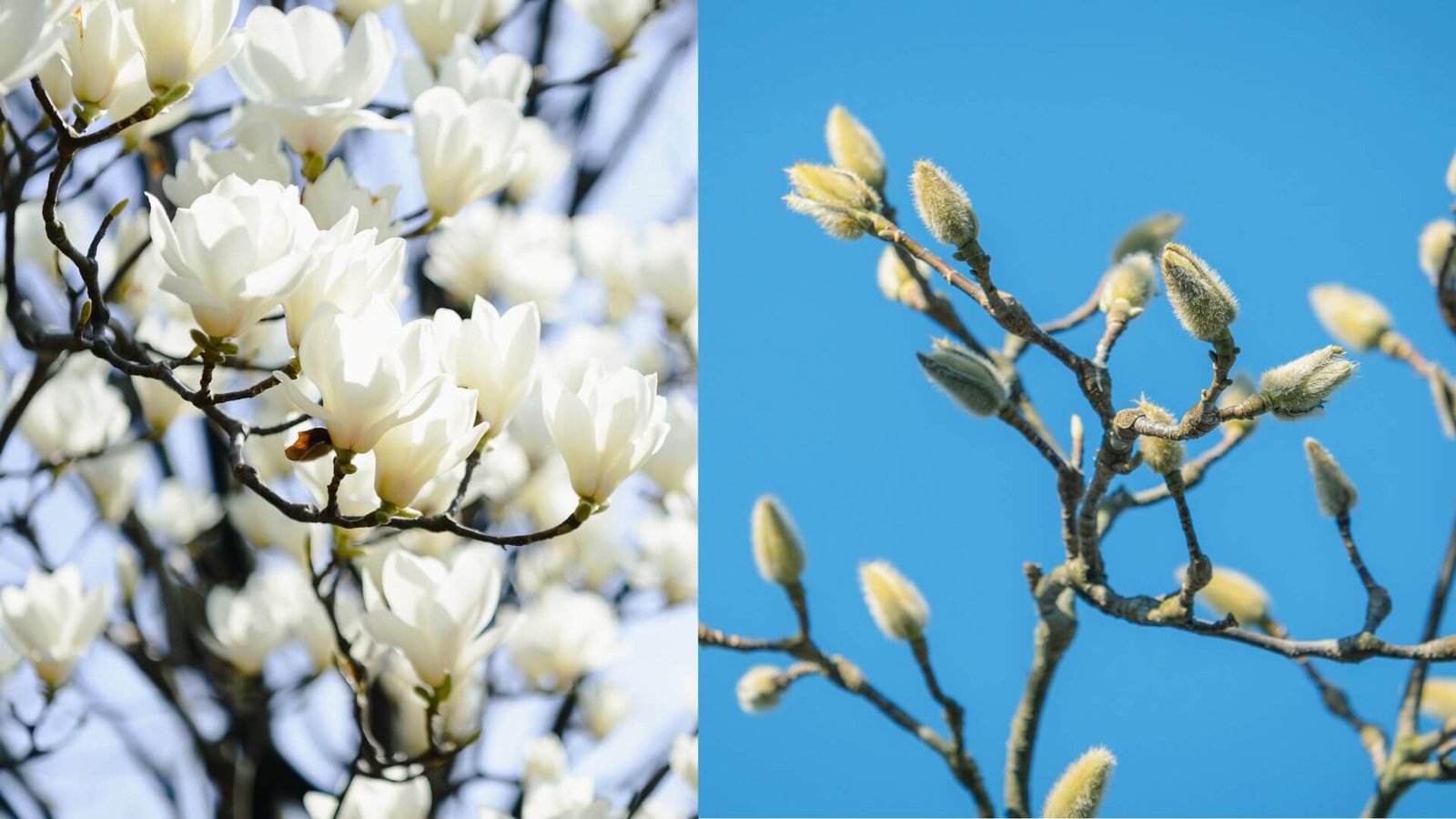 Kodėl nežydi magnolija? Pagrindinės priežastys ir ką daryti?