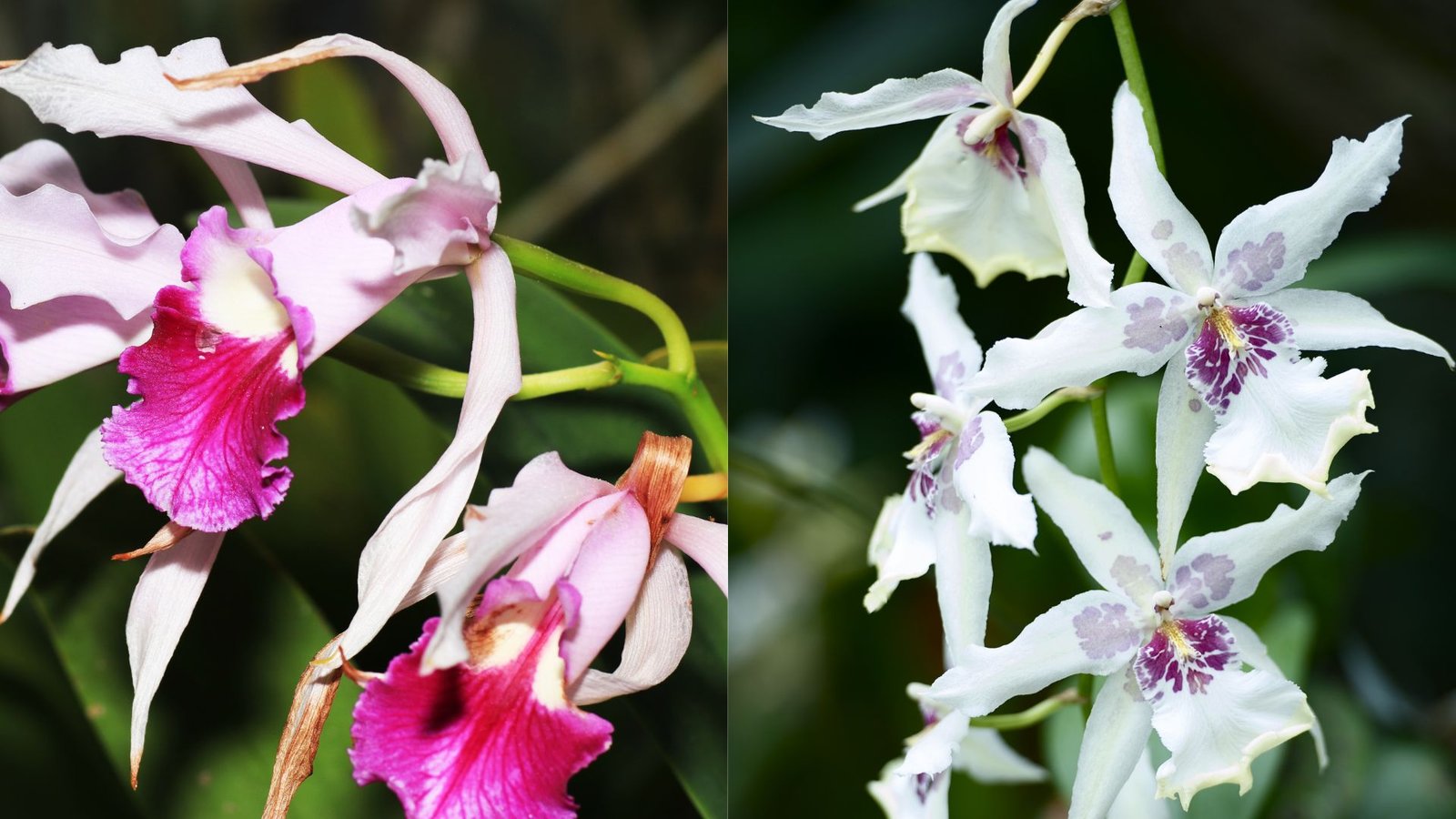 Gegužraibiniai (Orchidaceae) Lietuvoje, genčių analizė