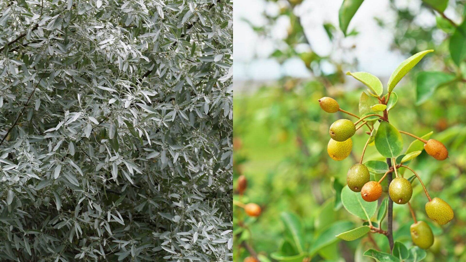 Žilakrūmis (Elaeagnus) ką rinktis? Rūšių apžvalga ir auginimas