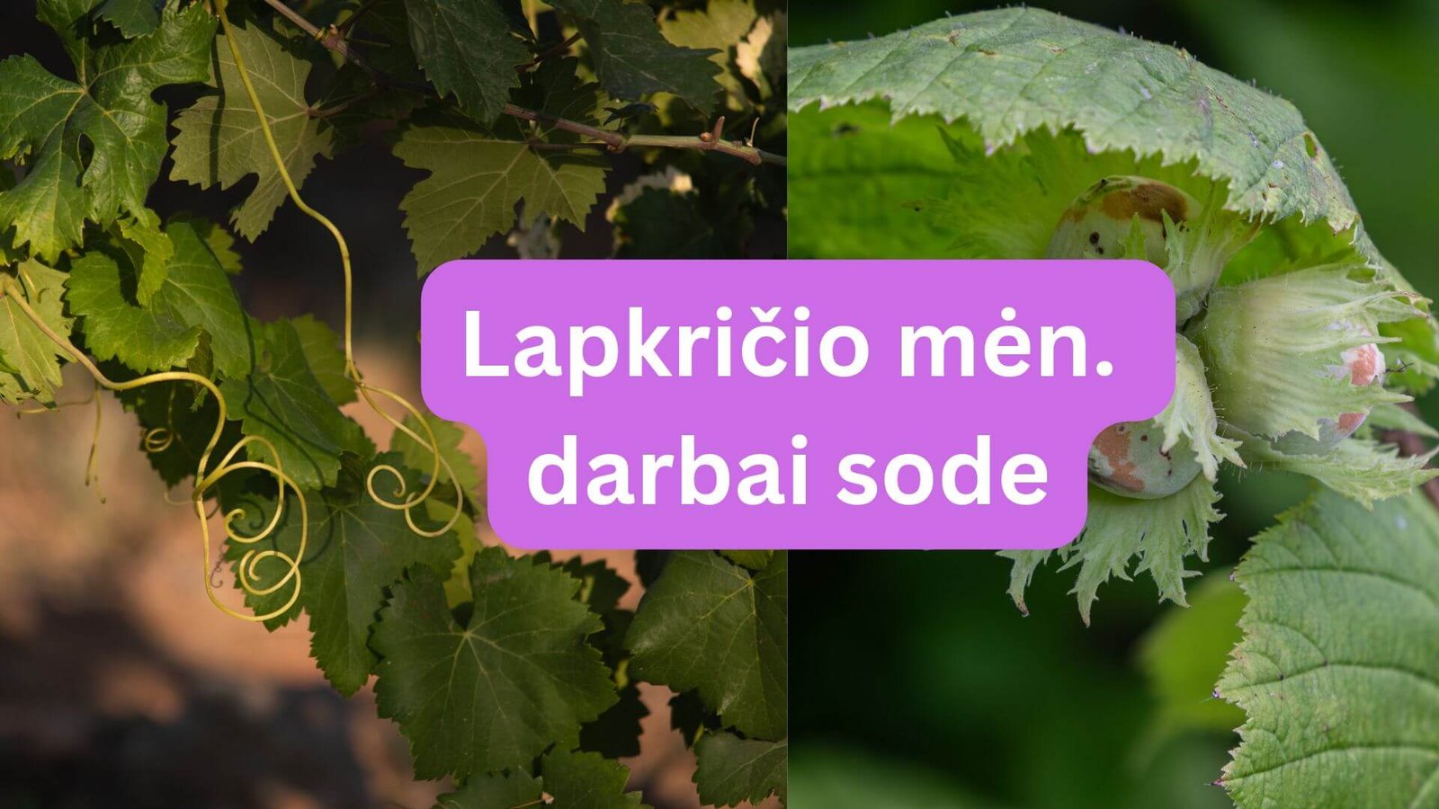 Lapkričio darbai sode ir darže 2026 metais